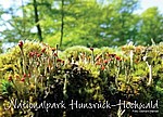 Postkarte Moos, Nationalpark Hunsrück-Hochwald, Tourist Information Birkenfelder Land, Moos im Nationalpark